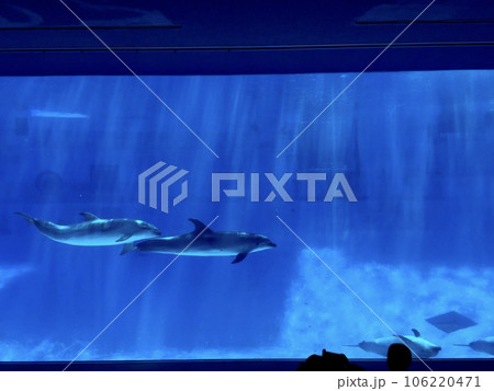 名古屋港水族館 イルカの巨大水槽 名古屋港水族館 イルカの巨大水槽 106220471