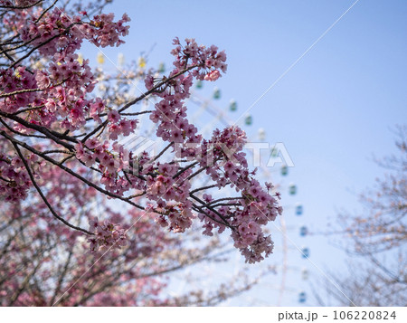 桜の花と観覧車 106220824
