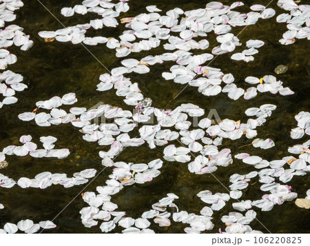 春の景色　五条川の花筏 106220825