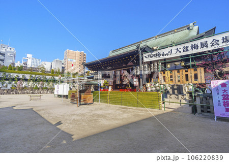 大阪天満宮　御本殿　梅の咲く季節（大阪市北区天神橋） 106220839