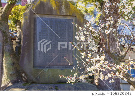 大阪天満宮　境内に咲いている梅の花 106220845