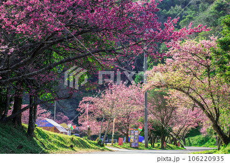 沖縄本部町八重岳の寒緋桜（カンヒザクラ） 106220935