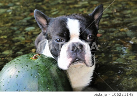 川に冷やしたスイカに顔を寄せて可愛く見つめるボストンテリアのマイティ君♡ 川に冷やしたスイカに顔を寄せて可愛く見つめるボストンテリアのマイティ君♡ 106221148