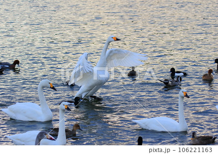 ハクチョウとカモ 106221163