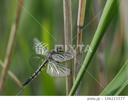 草地で休むトンボ 106221577