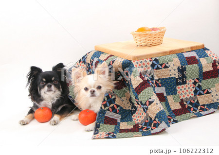 大きいみかんとこたつに入る2頭のチワワ 106222312