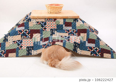 こたつからお尻だけ出すクリーム色の犬 106222427