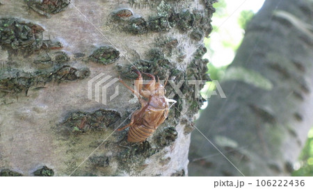 八重桜の木の幹に残ってたセミの抜け殻 八重桜の木の幹に残ってたセミの抜け殻 106222436