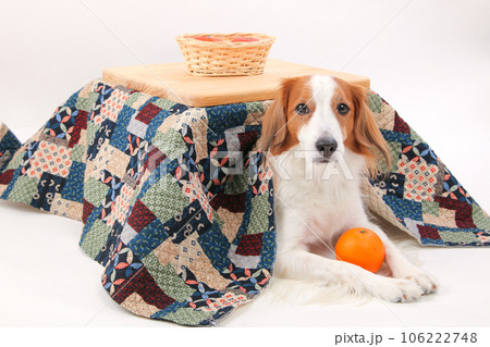 みかんを持ってこたつで暖まる中型のコーイケルホンディエ 106222748