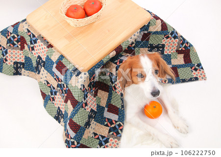 結婚祝い こたつみかん 綿入りはんてん 柴犬（こたつに乗ったが フェルト フェルト