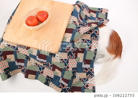 こたつに潜ったらお尻だけ出てしまう中型犬 106222755