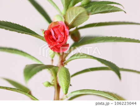 ホウセンカの花と実 106223044