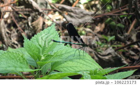 ハグロトンボの群生地の麒麟山公園 106223173