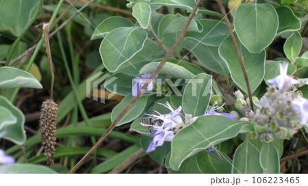 日本ミツバチが海岸のハマゴウの花の蜜集め 106223465