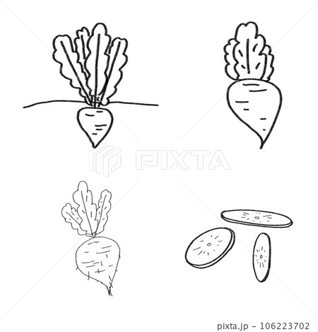 Red radish drawingのイラスト素材 [106223702] - PIXTA