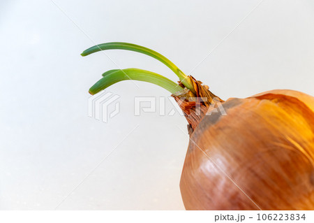 玉ねぎから出た緑色の芽 106223834