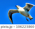 カモメ 106223860