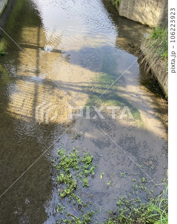 メダカの生息する綺麗な水路 メダカの生息する綺麗な水路 106223923