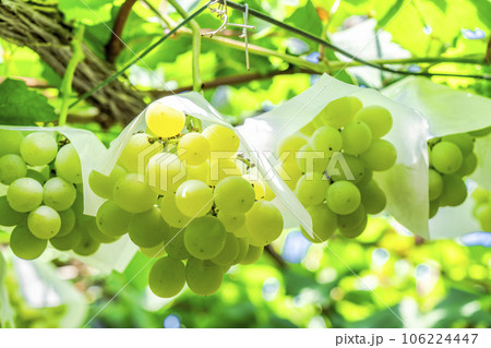 ぶどう畑の風景　実りの秋　山形県天童市 106224447