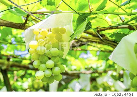 ぶどう畑の風景　実りの秋　山形県天童市 106224451