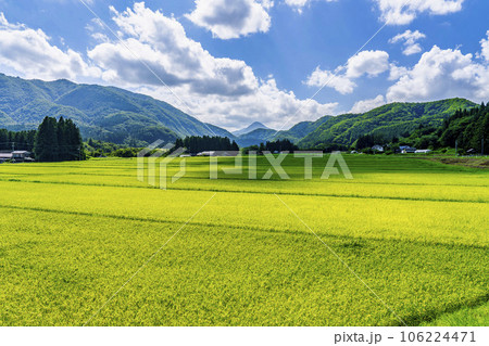 夏の素朴な田園風景　宮城県仙台市 106224471