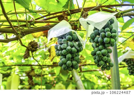 ぶどう畑の風景 実りの秋 山形県天童市 ぶどう畑の風景 実りの秋 山形県天童市 106224487