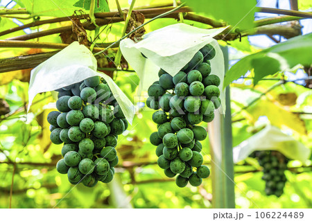 ぶどう畑の風景　実りの秋　山形県天童市 106224489