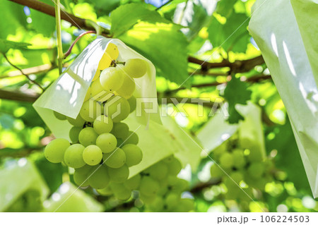 ぶどう畑の風景　実りの秋　山形県天童市 106224503