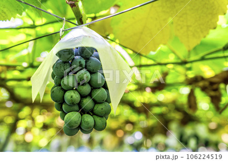 ぶどう畑の風景 実りの秋 山形県天童市 ぶどう畑の風景 実りの秋 山形県天童市 106224519