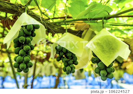 ぶどう畑の風景　実りの秋　山形県天童市 106224527