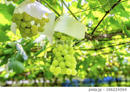 ぶどう畑の風景 実りの秋 山形県天童市 ぶどう畑の風景 実りの秋 山形県天童市 106224564