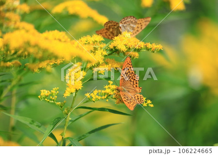 黄色い花に集まる ヒョウモンチョウ の仲間 黄色い花に集まる ヒョウモンチョウ の仲間 106224665