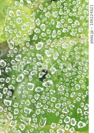 朝霧に濡れ 水滴をまとった クモの巣 朝霧に濡れ 水滴をまとった クモの巣 106224821