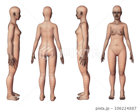 Female Body Parts Stock Illustration - Download Image Now - The Human Body,  Curve, Women - iStock