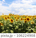 ひまわり畑に咲く大きなひまわり 106224908