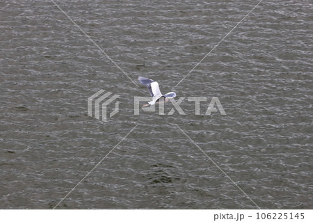 湖面を舞う アオサギ 106225145