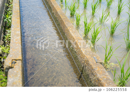 田んぼの横の水路 田んぼの横の水路 106225558