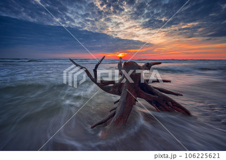 Baltic seashore with beautiful tree trunk near the cliffs. Lithuania. 106225621