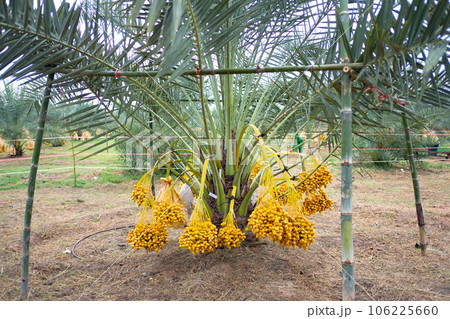 dates palm branches 106225660