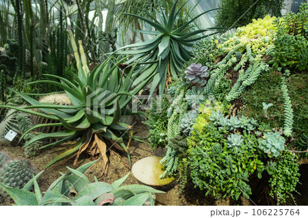 Cactus and succulents Cactus and succulents 106225764