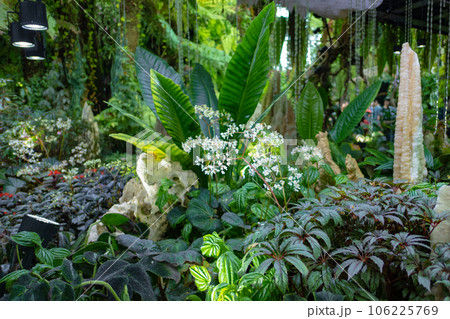 Flowers blossom in the indoor garden Flowers blossom in the indoor garden 106225769