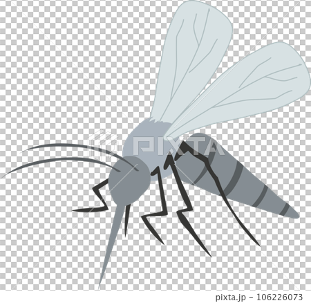 Illustration of Mosquito. Summer Bug. Disease-Carrying Mosquito. 106226073