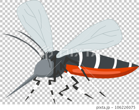 Aedes Mosquito Vector Illustration. Zika, Dengue, Chikungunya Threat. Disease Spreading Insect. Tropical Disease Carrier 106226075