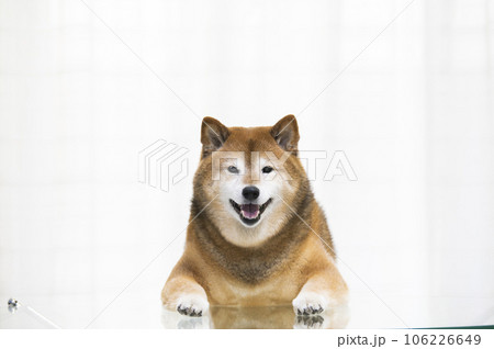 リビングのテーブルに前足を乗せて立つ柴犬 リビングのテーブルに前足を乗せて立つ柴犬 106226649