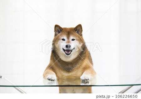 リビングのテーブルに前足を乗せて立つ柴犬 リビングのテーブルに前足を乗せて立つ柴犬 106226650