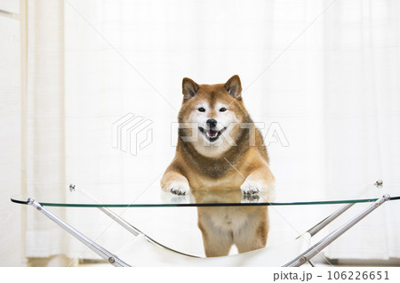 リビングのテーブルに前足を乗せて立つ柴犬 リビングのテーブルに前足を乗せて立つ柴犬 106226651