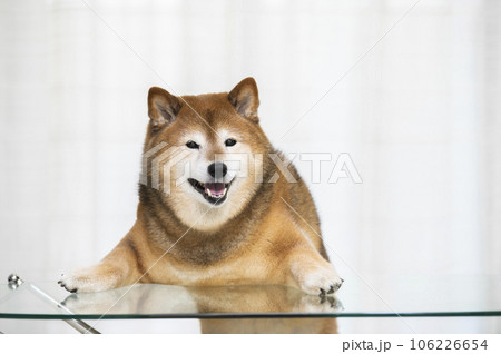 リビングのテーブルに前足を乗せて立つ柴犬 リビングのテーブルに前足を乗せて立つ柴犬 106226654