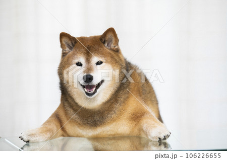 リビングのテーブルに前足を乗せて立つ柴犬 リビングのテーブルに前足を乗せて立つ柴犬 106226655