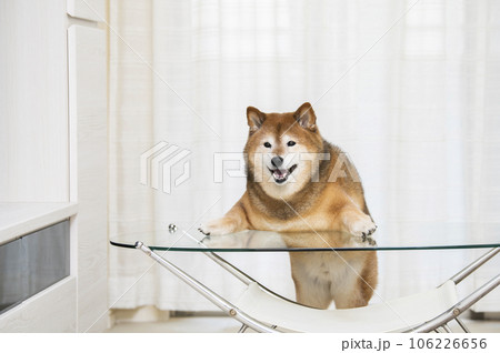 リビングのテーブルに前足を乗せて立つ柴犬 リビングのテーブルに前足を乗せて立つ柴犬 106226656
