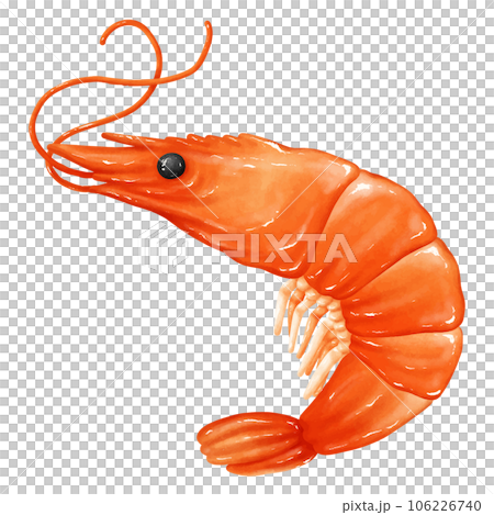 shrimp drawings on white background. 106226740